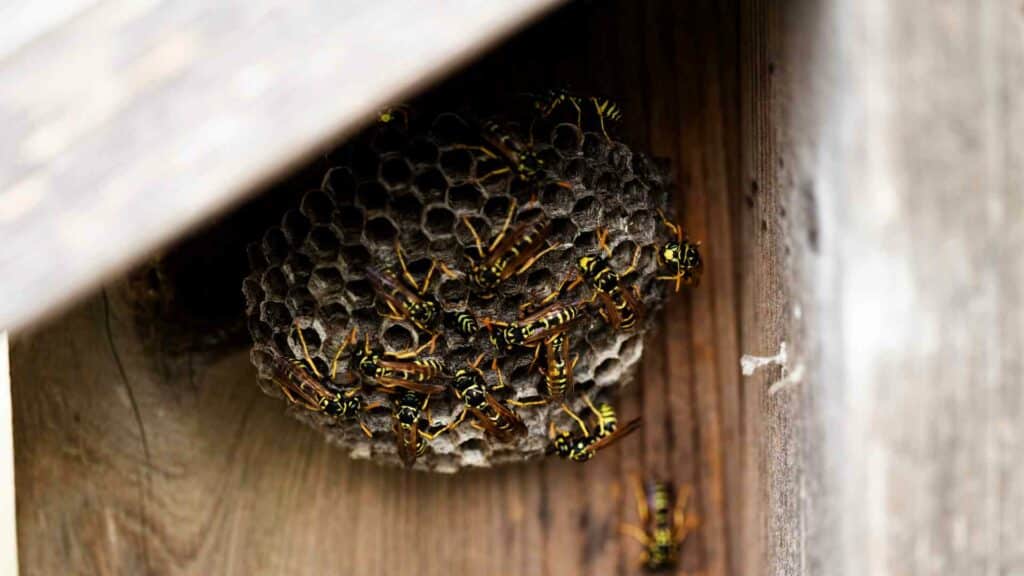 safely removing wasp nests from your property in vancouver