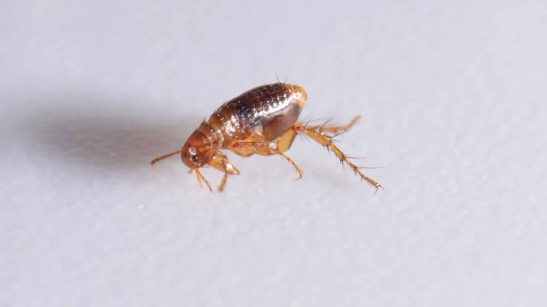 flea control burnaby