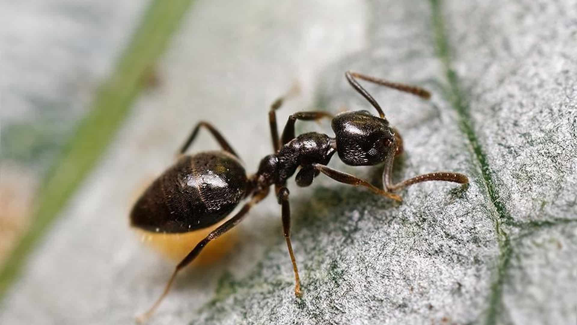 odorous house ants