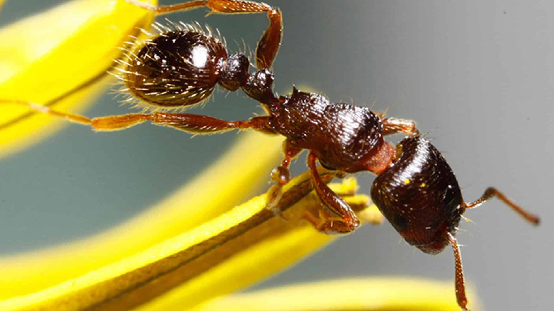 pavement ants