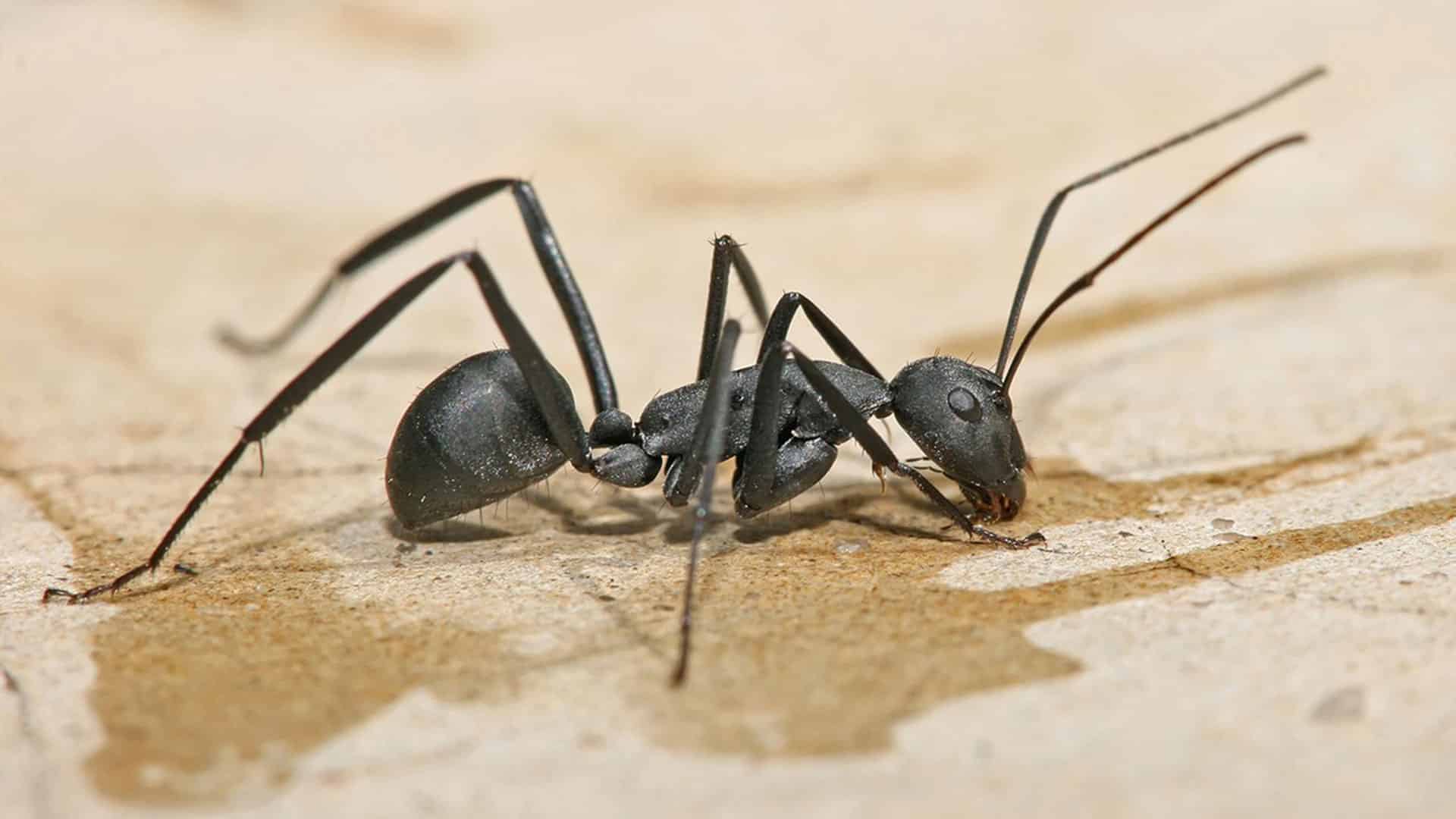carpenter ant