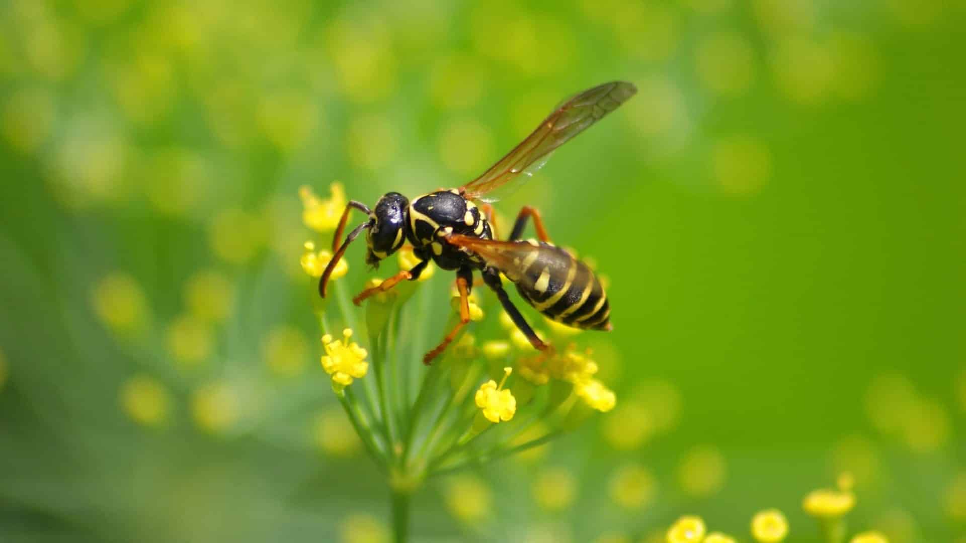 wasps control burnaby