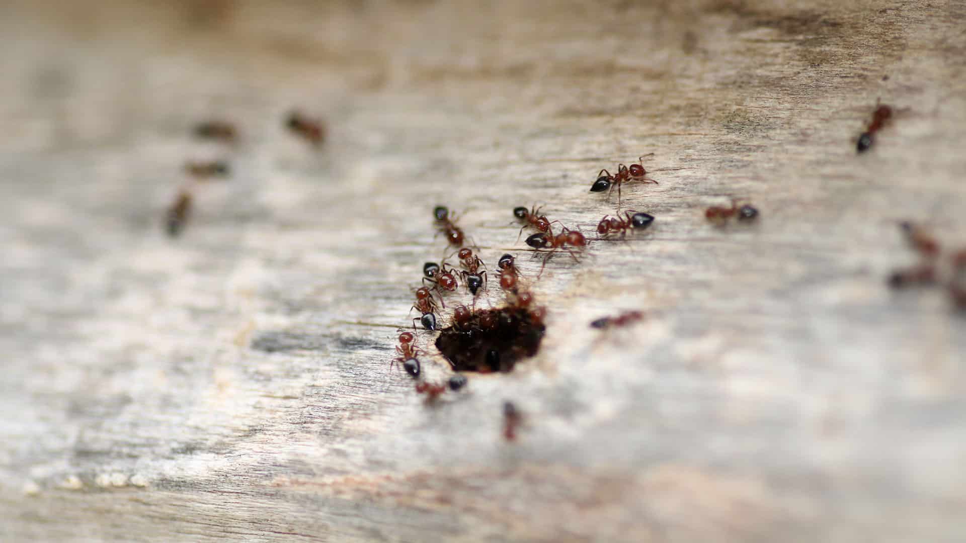 Ants Thrive In Surrey’s Humid Climates