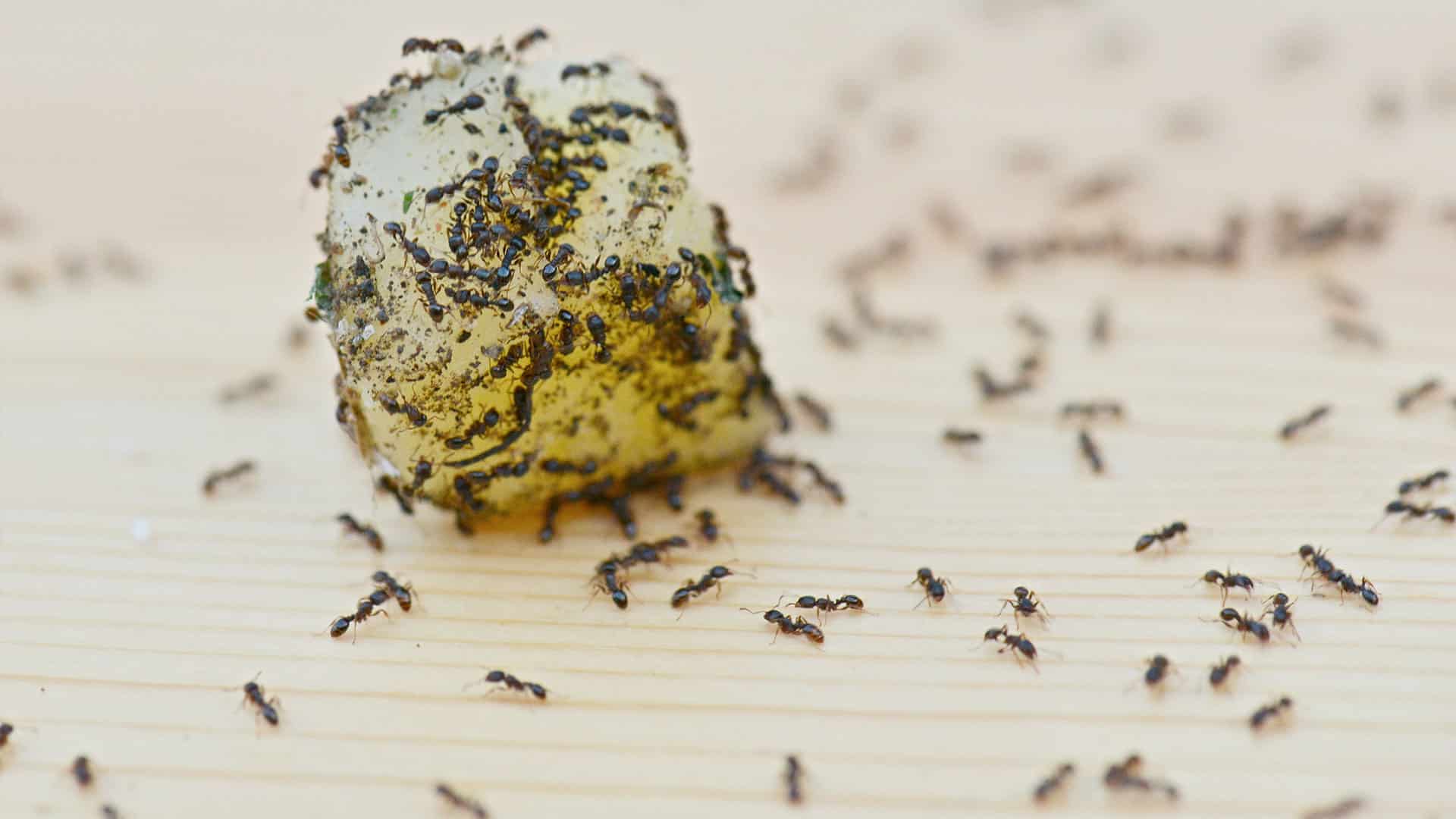 Common Ant Problems in Surrey