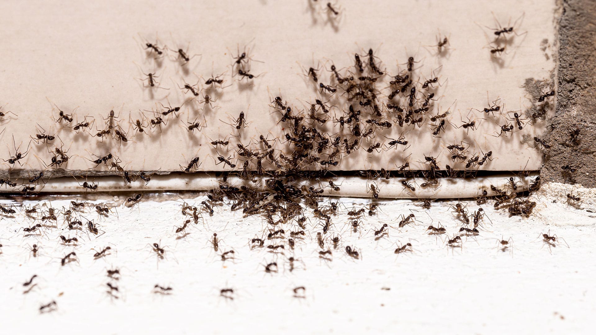 How Does an Ant Infestation Spread Through Your House