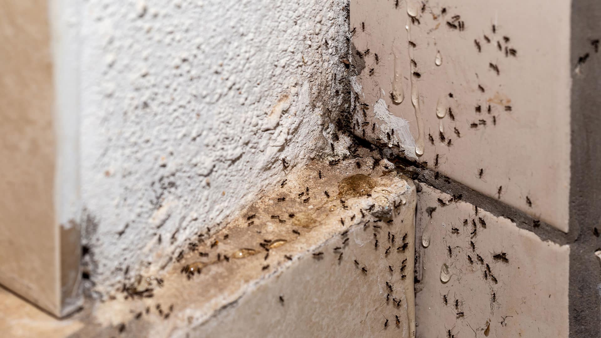 How to Eliminate a Colony