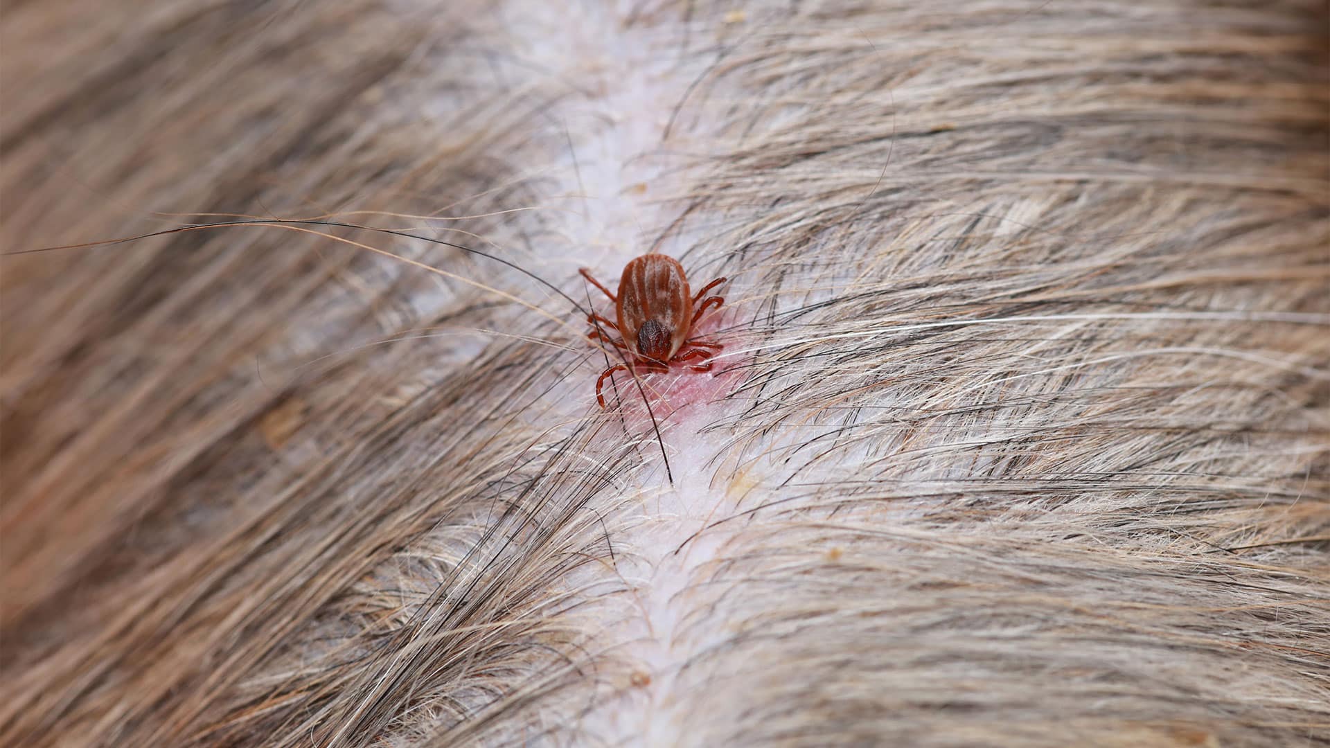 Why Choose Pesticon For Flea Control In Surrey?