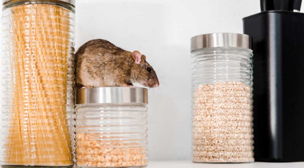 stop rodents before they take over a prevention guide for vancouver businesses