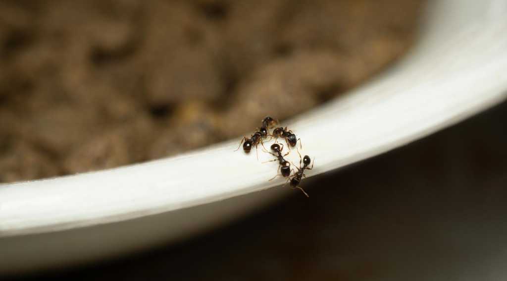preventing carpenter ant infestations in vancouver homes