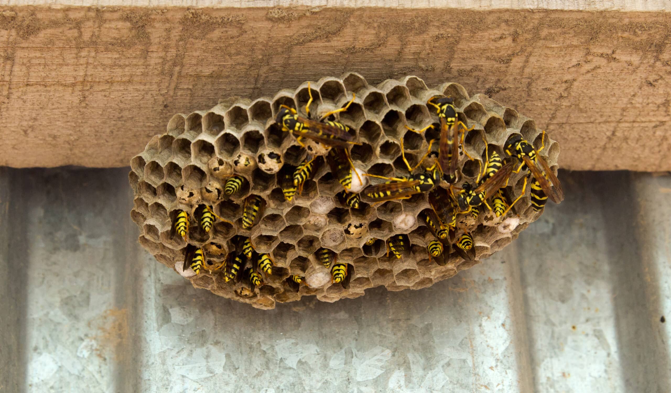 wasps in the nest