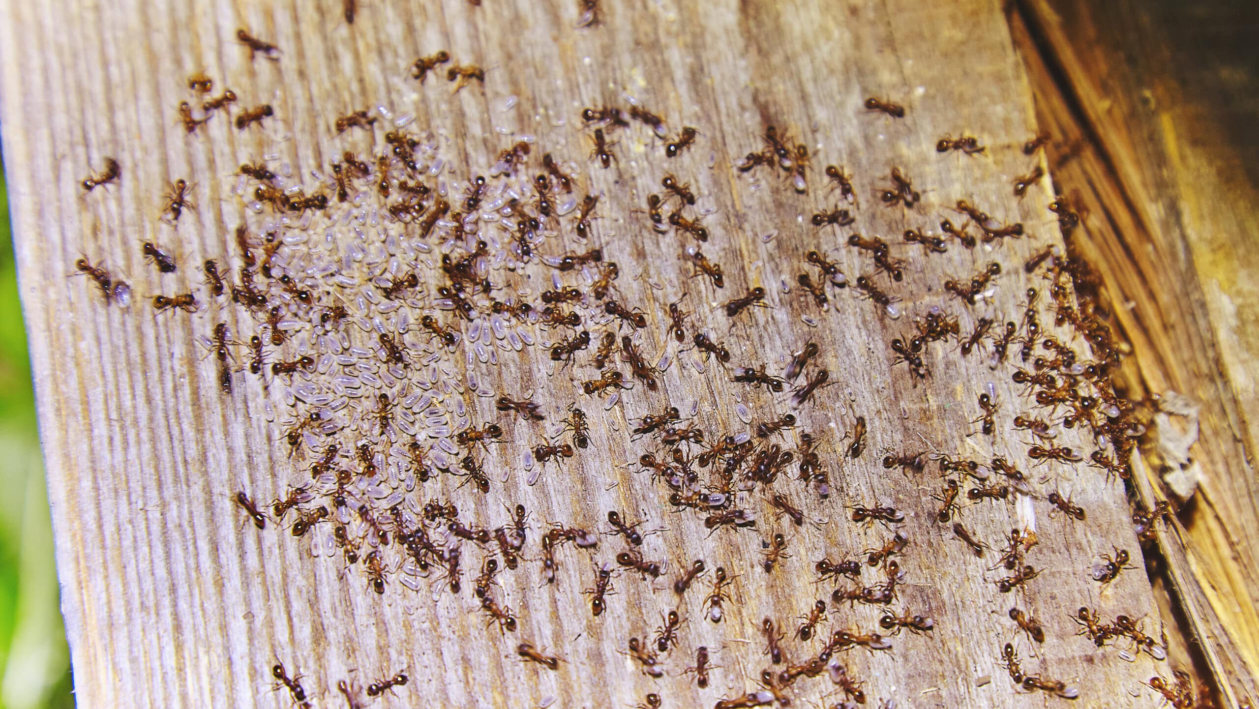ants inside woods of house