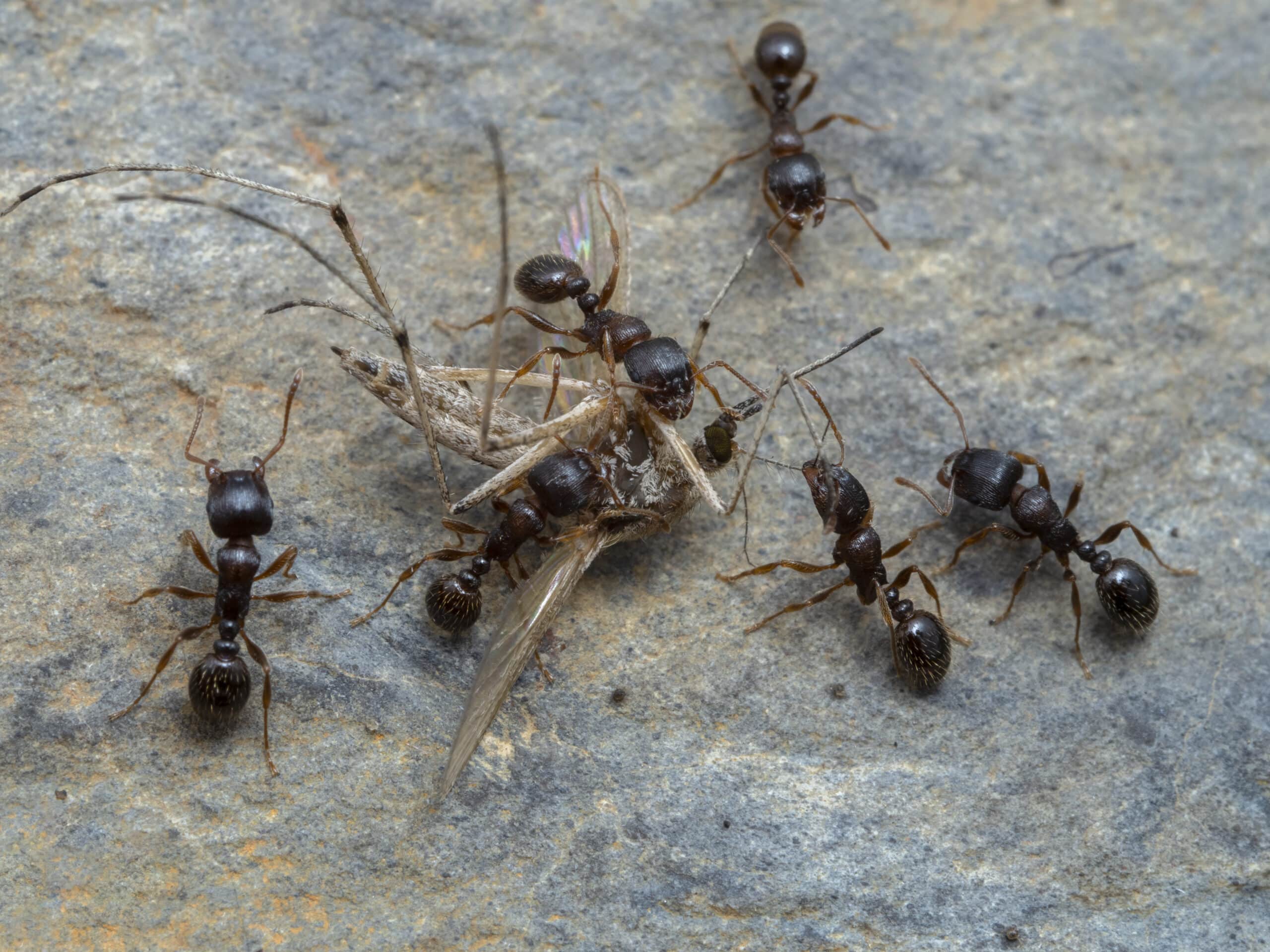 p8241832 pavement ants, tetramorium immigrans, tearing apart a m