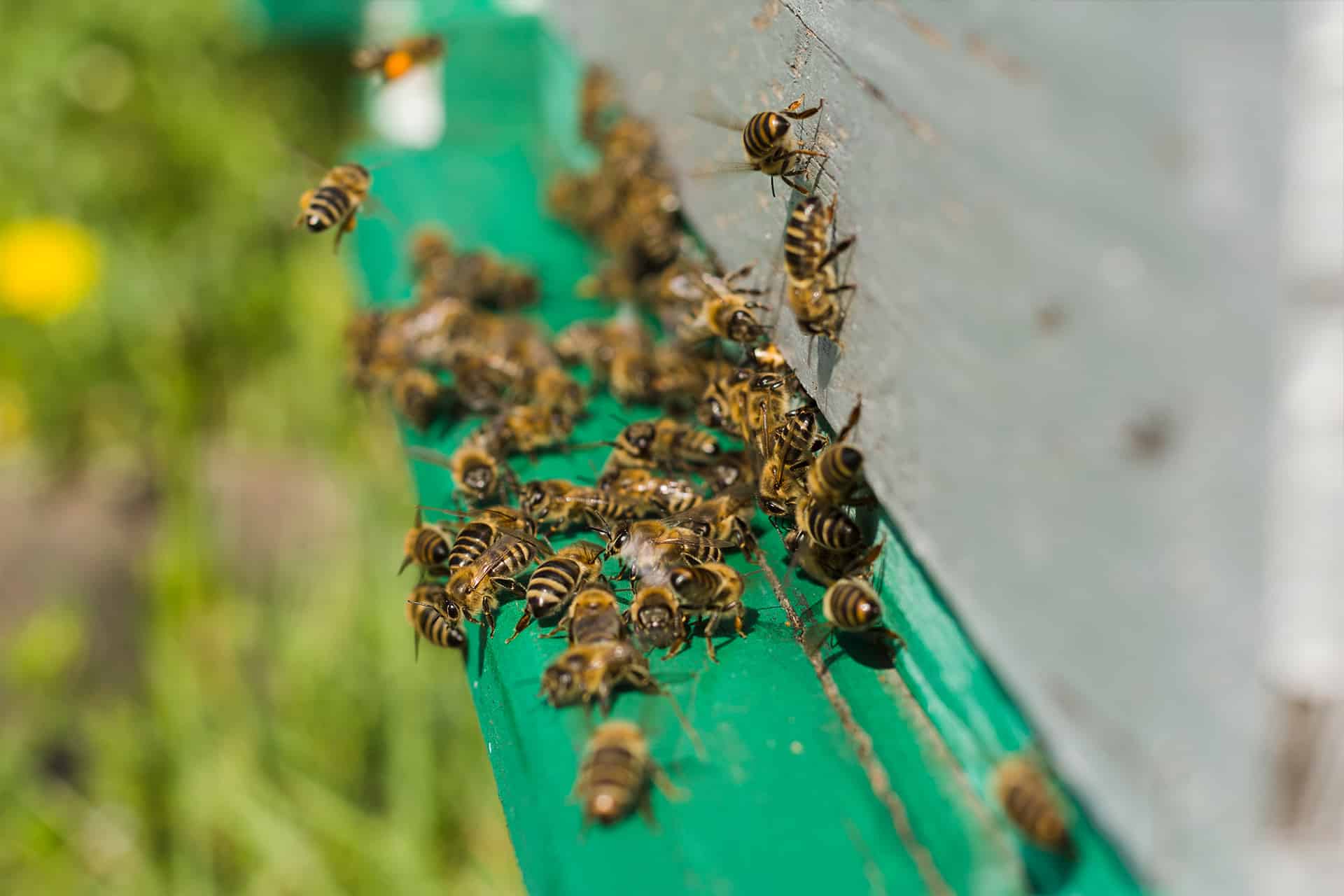signs you need professional bee removal in burnaby