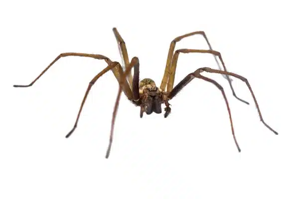 depositphotos 272973032 stock photo giant house spider frontal isolated