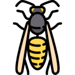 wasp (2)