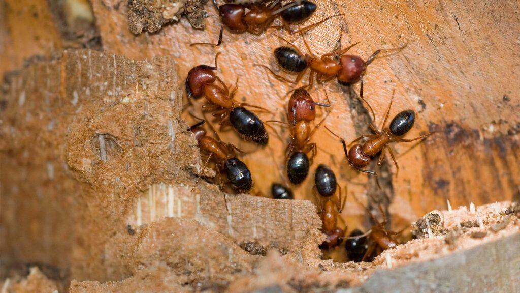 how changing weather patterns in vancouver are impacting carpenter ant activity2 how changing weather patterns in vancouver are impacting carpenter ant activity2