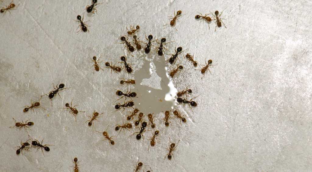 the science behind carpenter ant baiting the science behind carpenter ant baiting