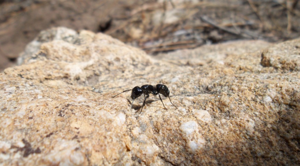 how to tell if carpenter ants are active how to tell if carpenter ants are active