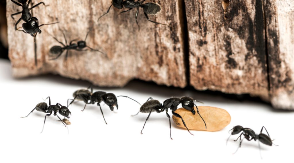 why vancouver’s humidity makes homes a carpenter ant haven why vancouver’s humidity makes homes a carpenter ant haven