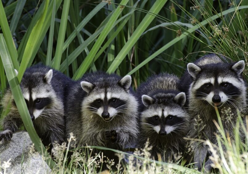 How to deal with Raccoons and other outdoor wildlife