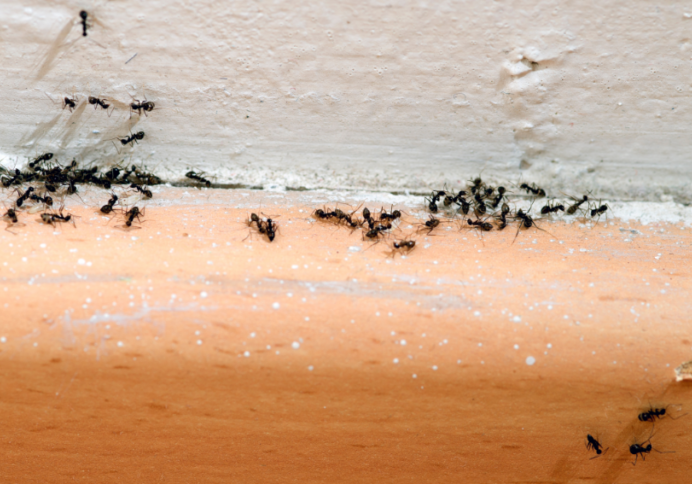 ant infestations after rain vancouver