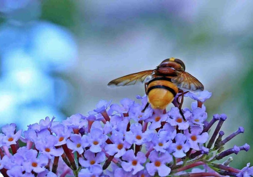 bee invasion in your backyard dont panic heres what to do