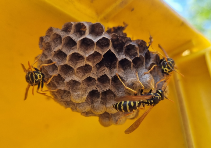 climate change is making vancouvers wasp season worse