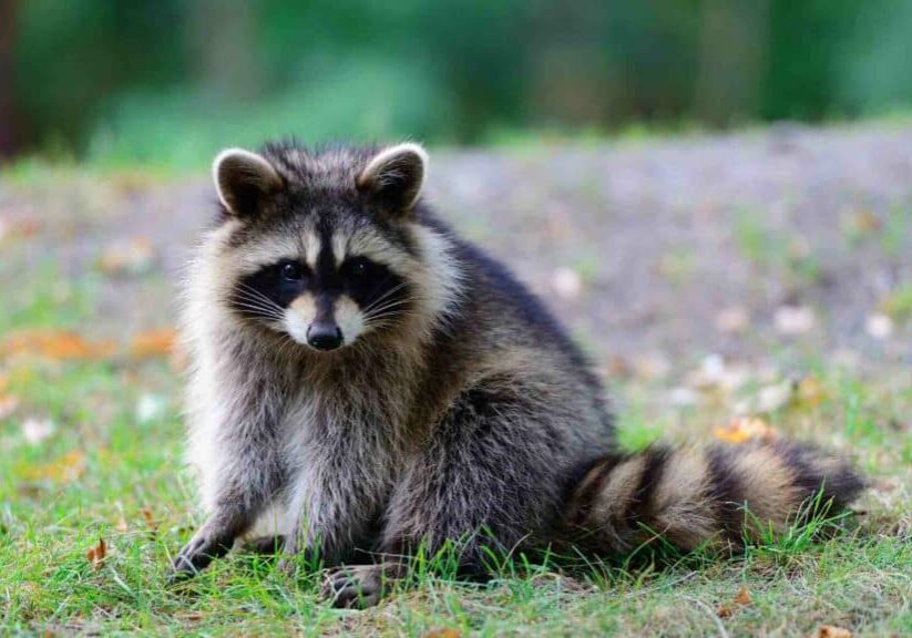 from bandit masks to secret superpowers uncovering the untold facts about raccoons
