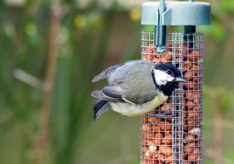here are the risks of bird feeders that you should know about in vancouver