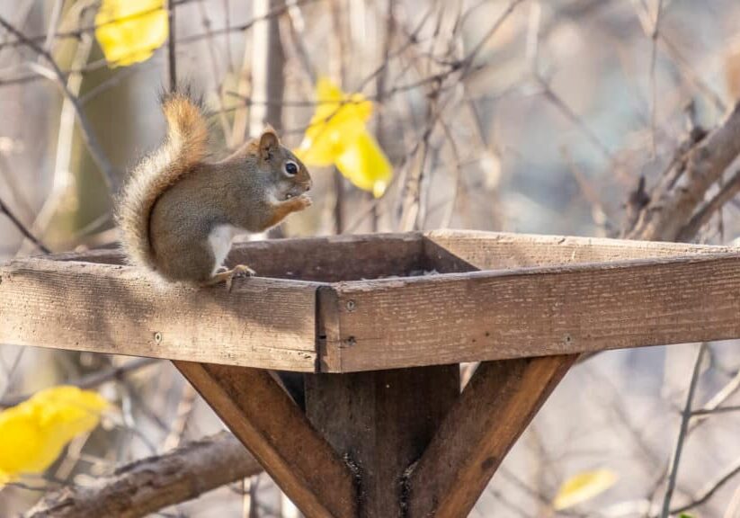 here is how to prevent wildlife around your property in vancouver
