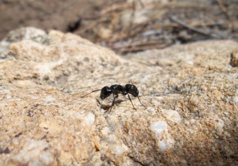 how to tell if carpenter ants are active