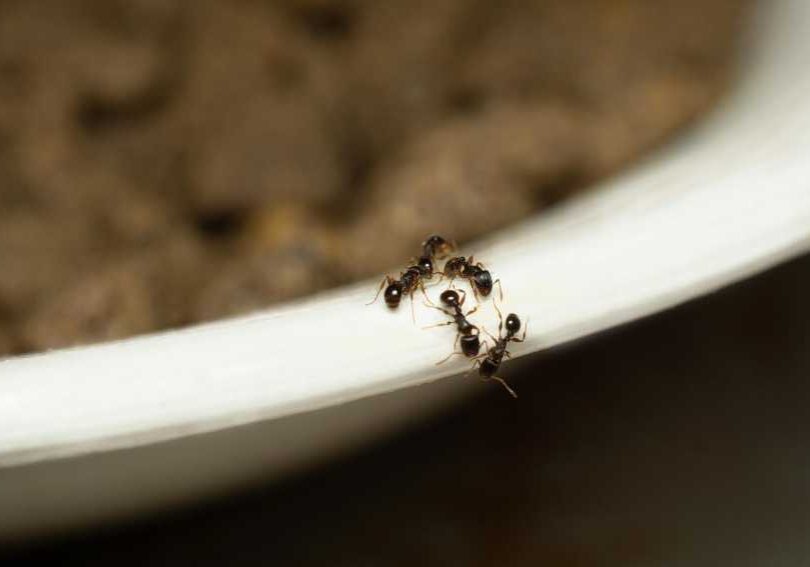 preventing carpenter ant infestations in vancouver homes