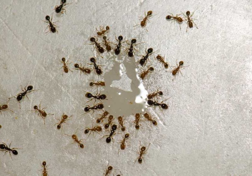 the science behind carpenter ant baiting