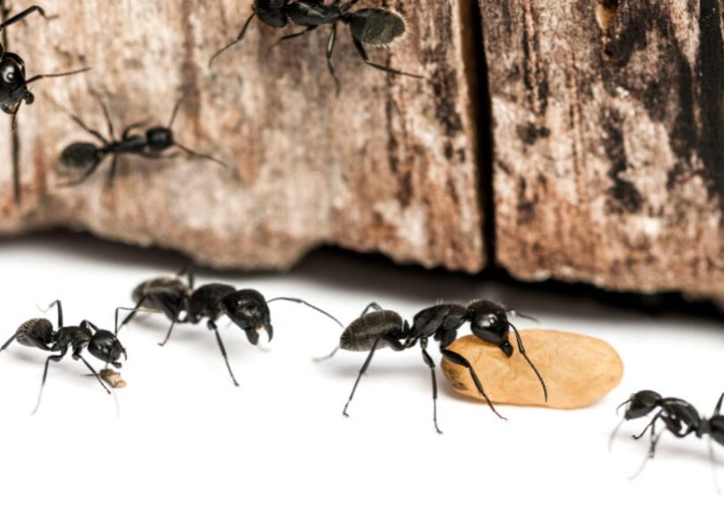 why vancouver’s humidity makes homes a carpenter ant haven